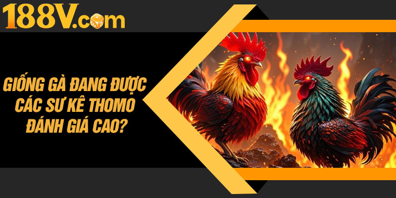 Giống Gà Đang Được Các Sư Kê Thomo Đánh Giá Cao?