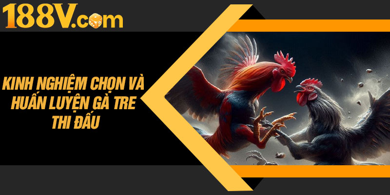 Kinh Nghiệm Chọn Và Huấn Luyện Gà Tre Thi Đấu